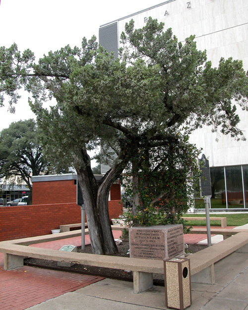 Courthouse Cedar-recent